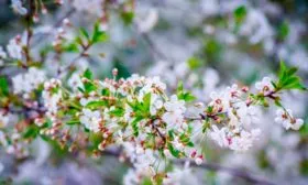 Период цветения и созревания, урожайность