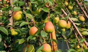 Груша яковлева