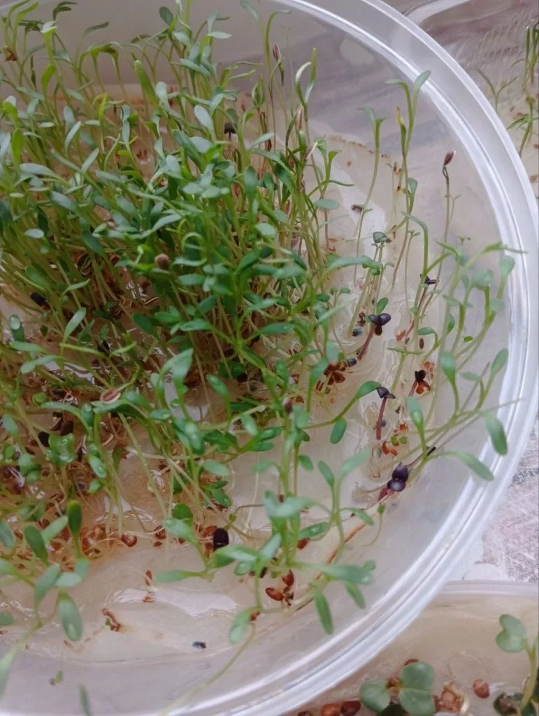 Выращивание микрозелени на подоконнике. Мой эксперимент