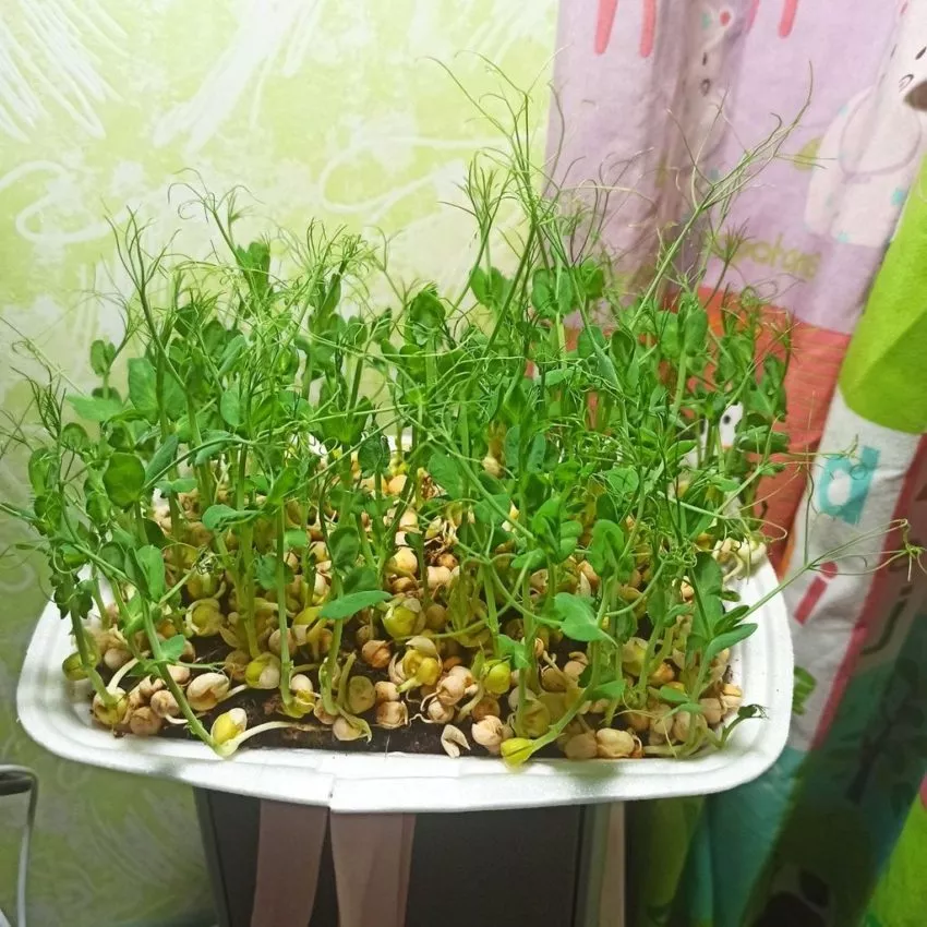 Выращивание микрозелени на подоконнике. Мой эксперимент