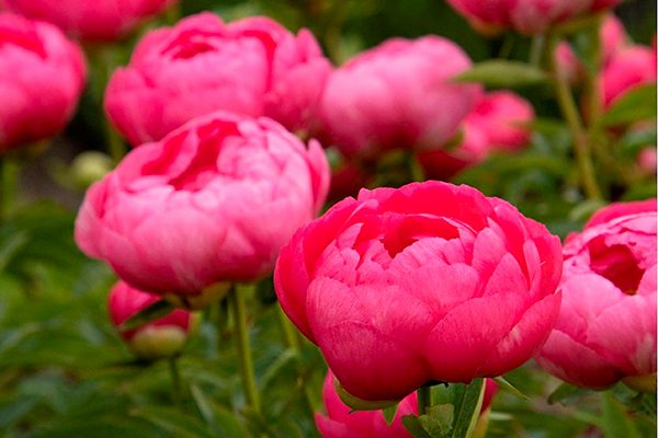 Пион Цитерия: описание сорта с фото, нюансы по выращиванию и отзывы