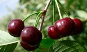 Плоды и их вкусовые характеристики