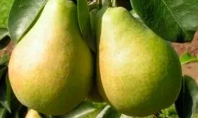 Плоды и их вкусовые характеристики