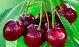 Плоды и их вкусовые характеристики