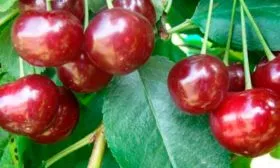 Плоды и их вкусовые характеристики