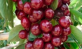 Плоды и их вкусовые характеристики