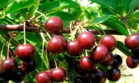 Плоды и вкусовые качества