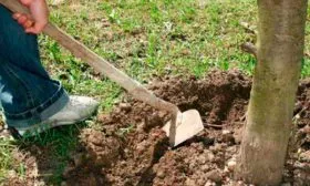 Посадка и уход