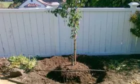 Посадка и уход за грушей