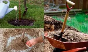 Посадка и уход за грушей Елена