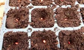 posadka-percza-na-rassadu