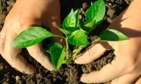 посадка в грунт