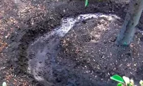 Последующий уход за культурой