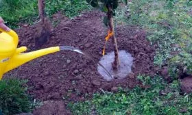 Последующий уход за культурой