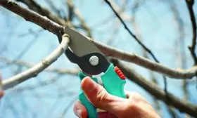 Последующий уход за культурой