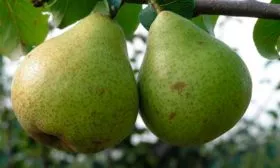 Вкусовые качества