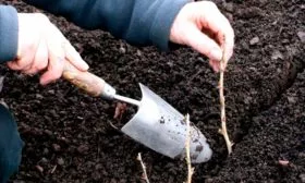 размножение