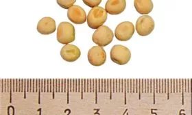 roket-1