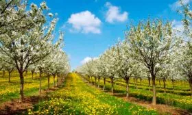 Самоплодность и необходимость опылителей