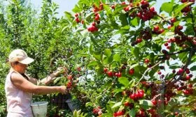 Сбор и хранение урожая