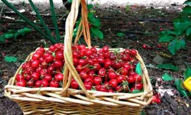 Сбор и сохранение урожая