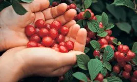 Сбор урожая и условия его хранения