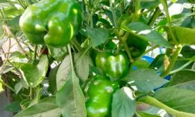 Зеленый король севера