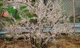 цветет вишня