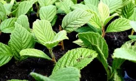 Способы размножения