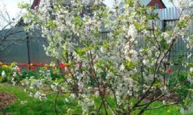 Сроки цветения