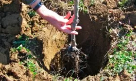 Тонкости дальнейшего ухода