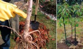 Тонкости посадки