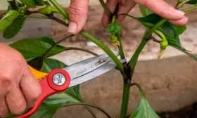 Уход и формирование растений