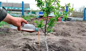 Уход и выращивание