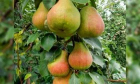 Уход и выращивание