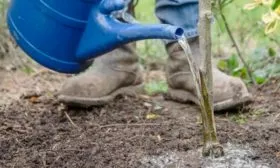 Уход за грушей