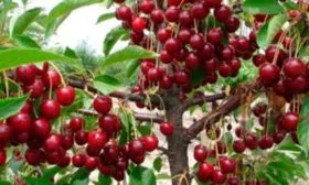 Урожайность