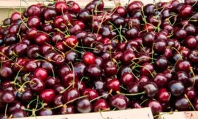 Урожайность, плодоношение