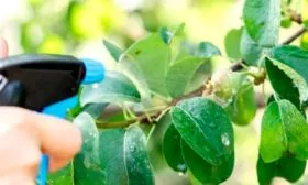 Устойчивость к болезням