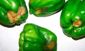 Вершинная гниль