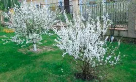 Виды опылителей, лучшие соседи