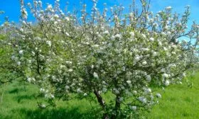 Виды опылителей, лучшие соседи