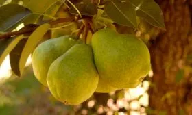 Вильямс Пакхамс