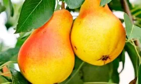 vilyams-vilyams-letnij-dyushes-letnij-1