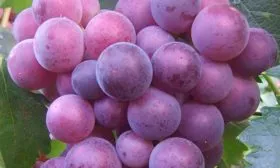 Виноград-Герман-2
