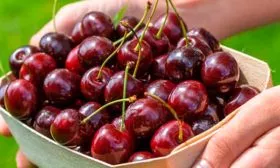 vishnya-chernokorka урожай