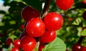 Вишня Детская