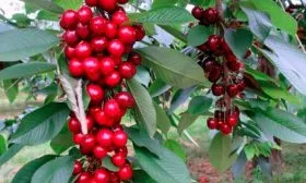 vishnya-kolonovidnaya-koroleva