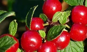 вишня Огонёк