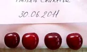 vishnya-pamyat-enikeeva-opisanie-sorta-foto-otzyvy